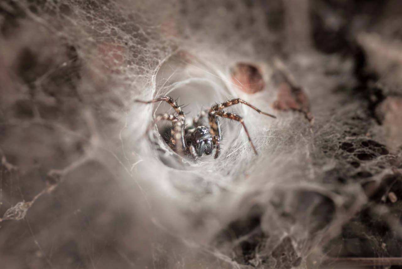 اكتشاف مبشر: سم العنكبوت قد يصبح علاجًا للنوبات القلبية والسكتات الدماغية