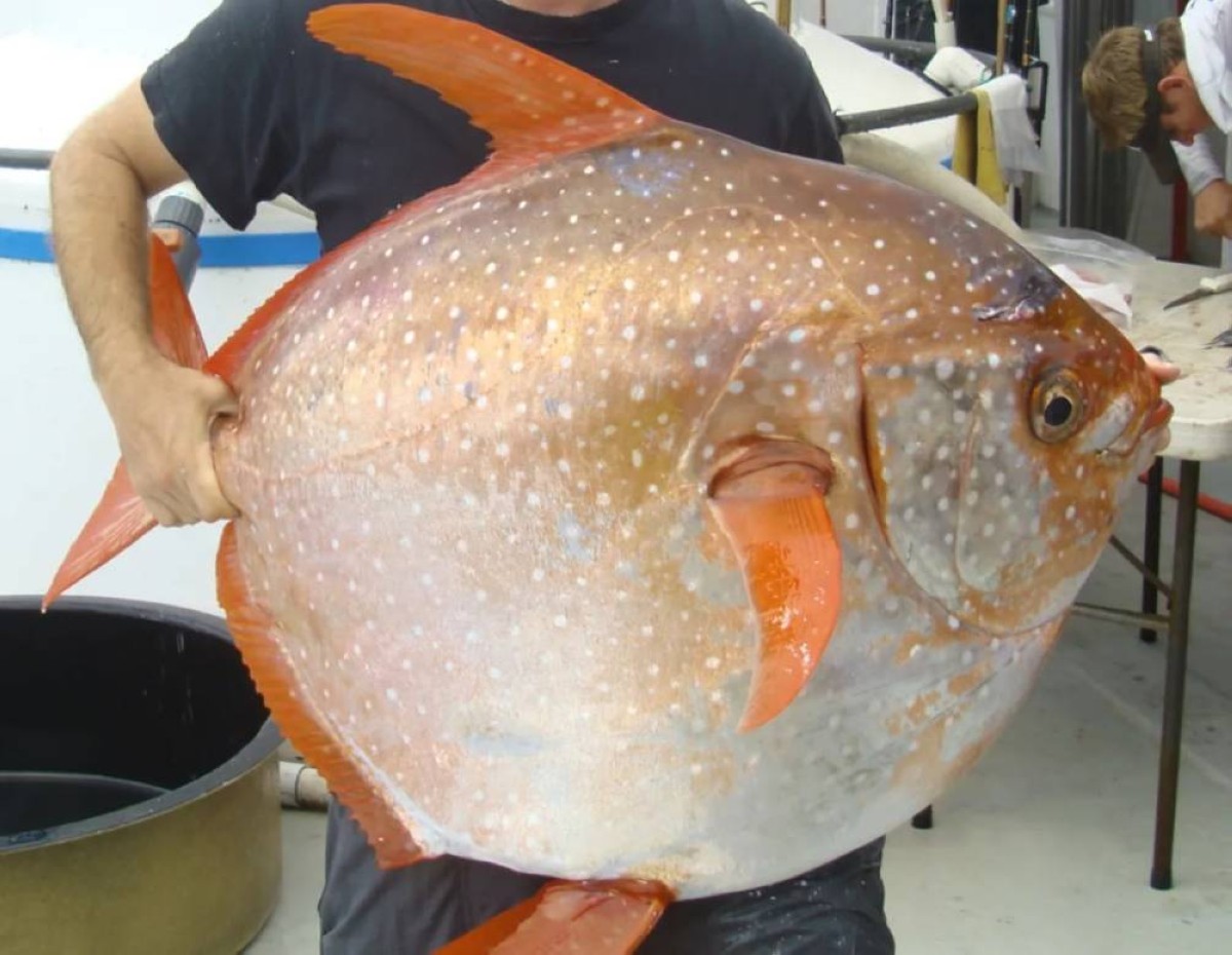 سمكة تقلب قوانين البحر: أول كائن بحري بدمٍ حار كامل في أعماق المحيط