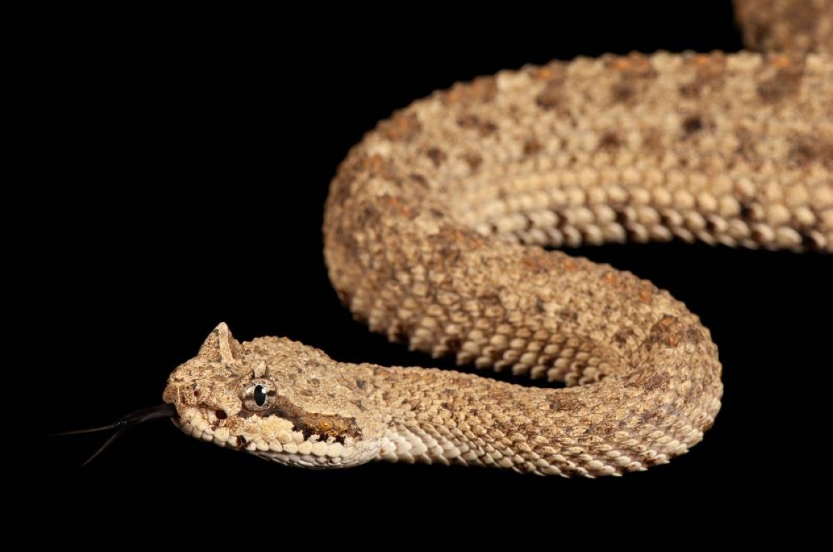 الثعابين تفوز باليانصيب التطوري: سرعات مذهلة تحسم معركة البقاء