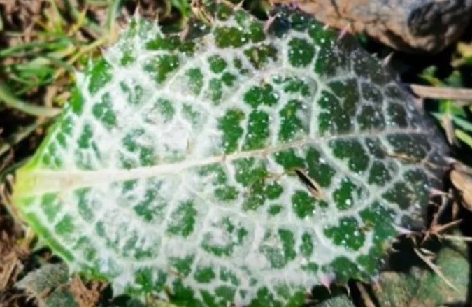 طائرات إسرائيلية ترش «مواد مجهولة» فوق حقول القنيطرة… وتحذيرات عاجلة للمزارعين