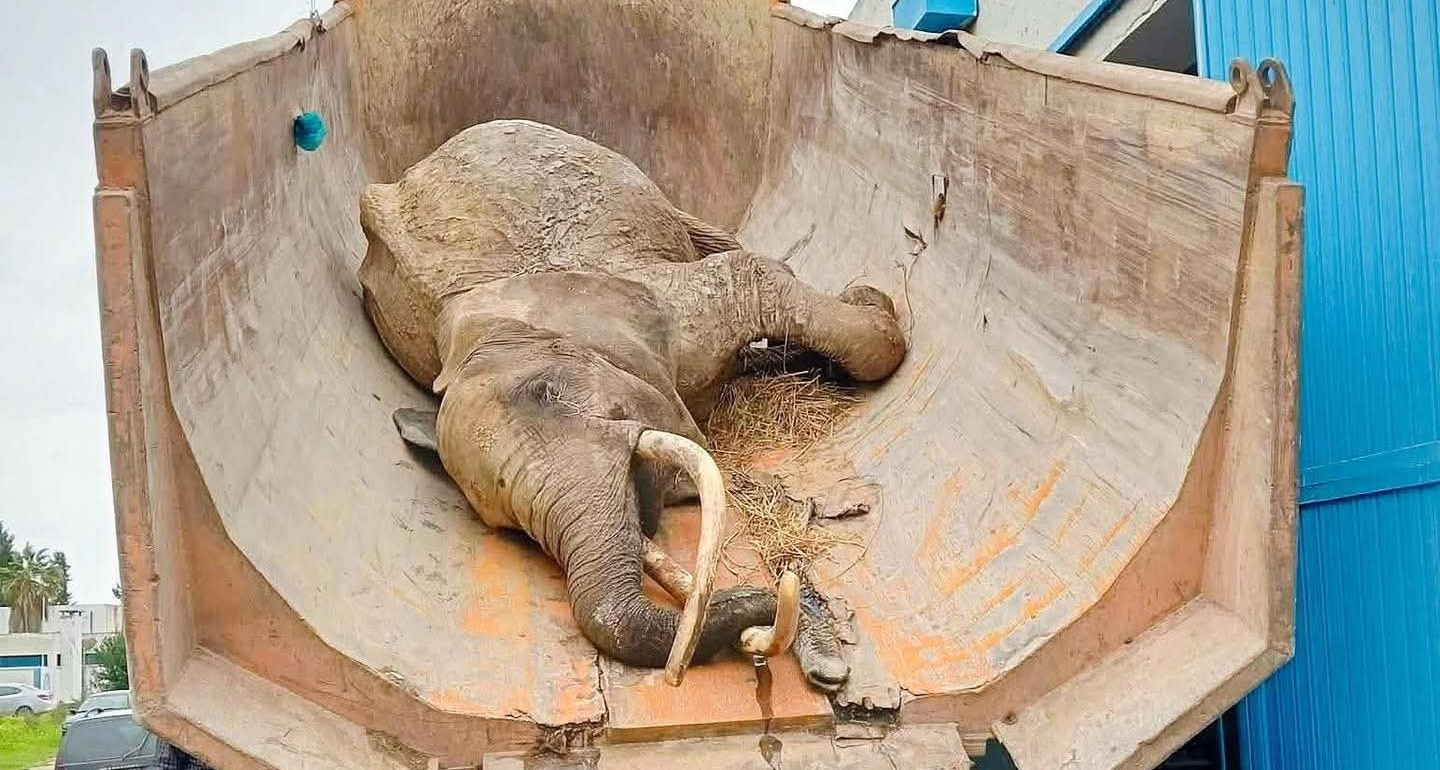 رحيل بايبي يهزّ تونس: وفاة الفيلة التي أسرت قلوب الجميع!