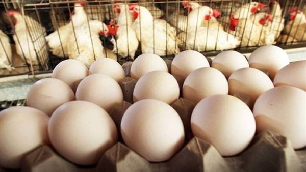 انخفاض أسعار البيض واللحوم البيضاء في شهر رمضان