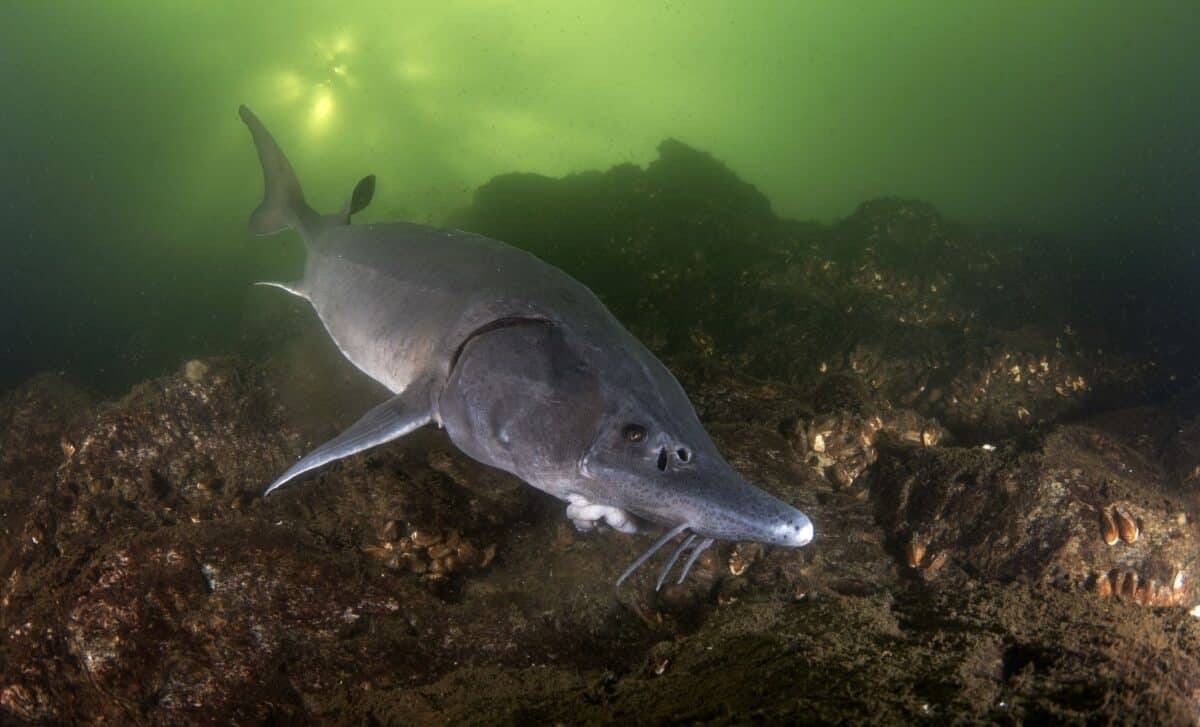 غداً.. موسم "سمكة الديناصور" الأسطورية ينطلق في ميشيغان: سباق مع الزمن لصيادي الحفش العملاق