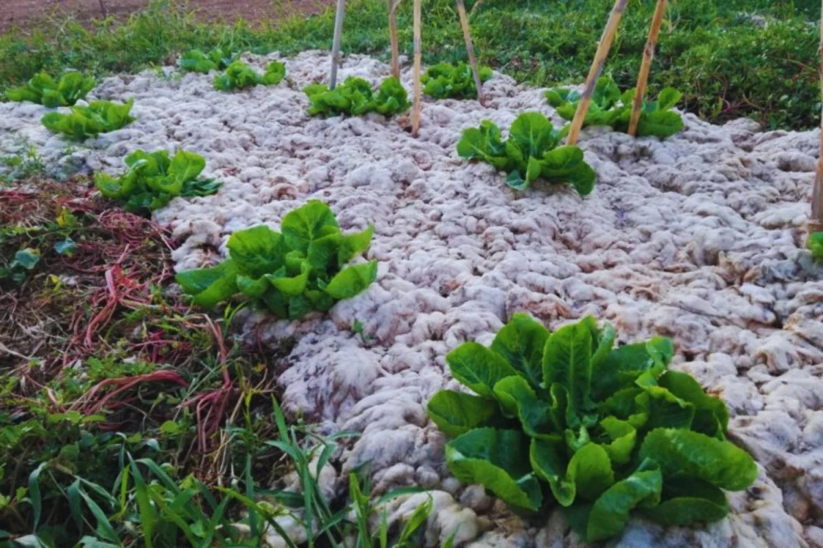 أستراليا تغطي أراضيها بالصوف… من “نفاية” مهملة إلى سلاح ذهبي ضد الجفاف!