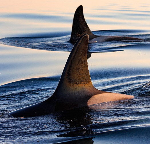 سرّ مظلم في أعماق المحيط… هل بدأت الحيتان القاتلة بأكل بعضها البعض؟