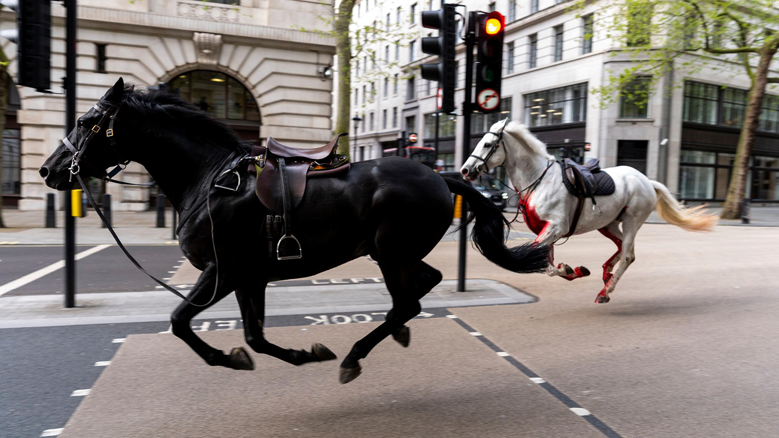 خيول الجيش تشق طريقها في شوارع لندن: فضيحة أم أمر عرضي؟