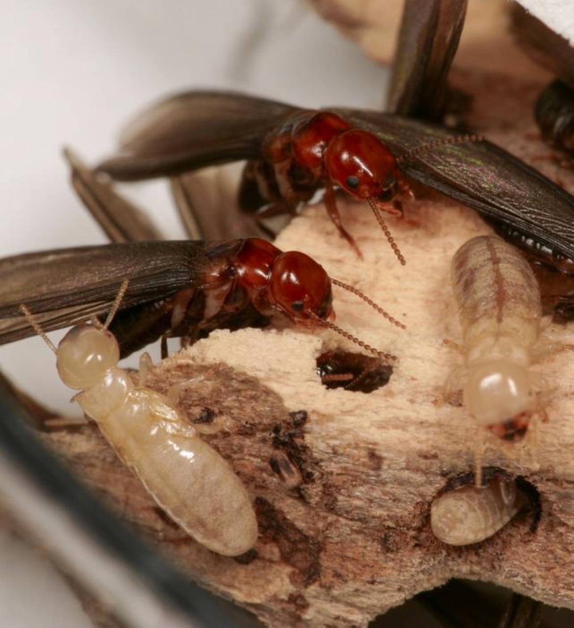 تطور علمي في مكافحة النمل الأبيض