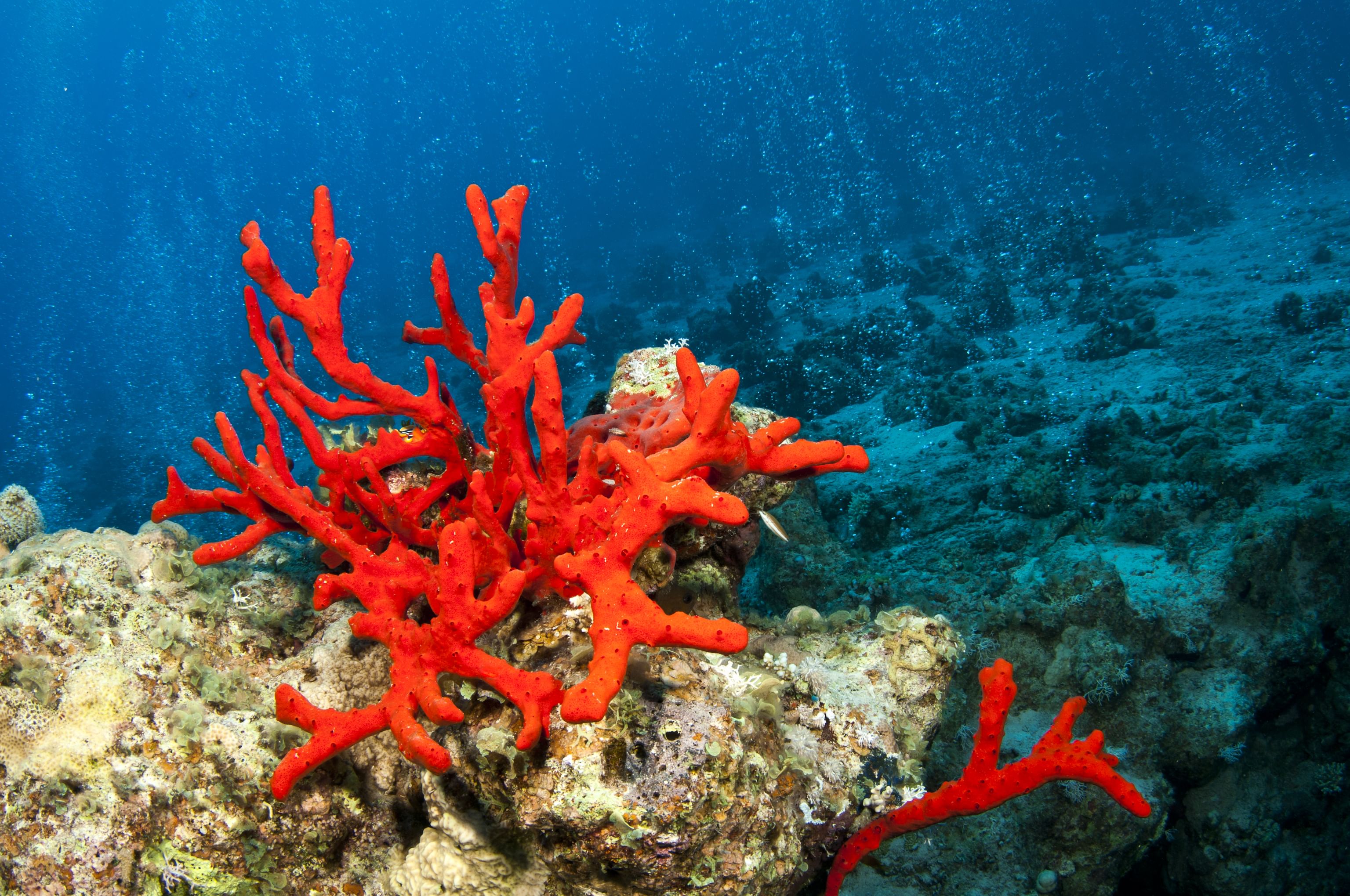 اكتشاف مذهل: مرجان أحمر جديد يطفو على سطح المحيط