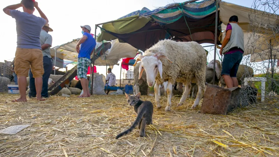طقس عيد الأضحى: أجواء حارة نسبياً وسحب رعدية محتملة غرباً