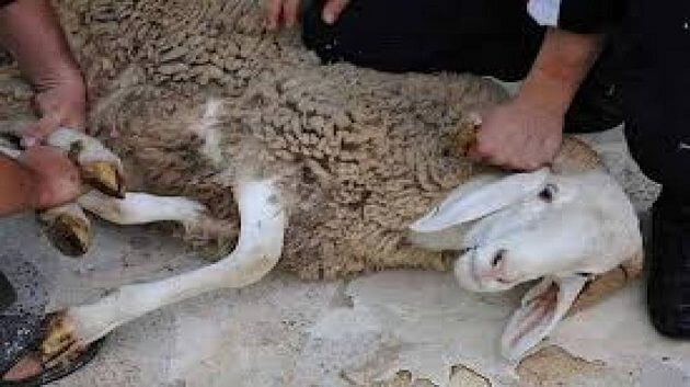 لحوم الأضاحي في مرمى “الاخضرار”: وزارة الفلاحة تطلق إنذارًا صحيًا مبكرًا!
