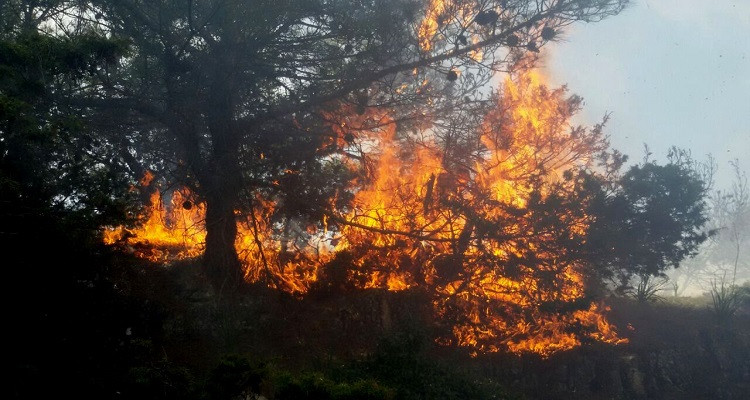 اندلع حريق في جبل النحلي بولاية أريانة وجهود الحماية المدنية للسيطرة عليه مستمرة