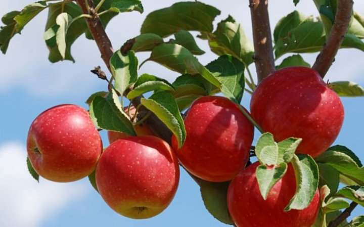 تساقط حبات البرد يتسبب في أضرار كبيرة لصابة التفاح في معتمدية الروحية بسليانة