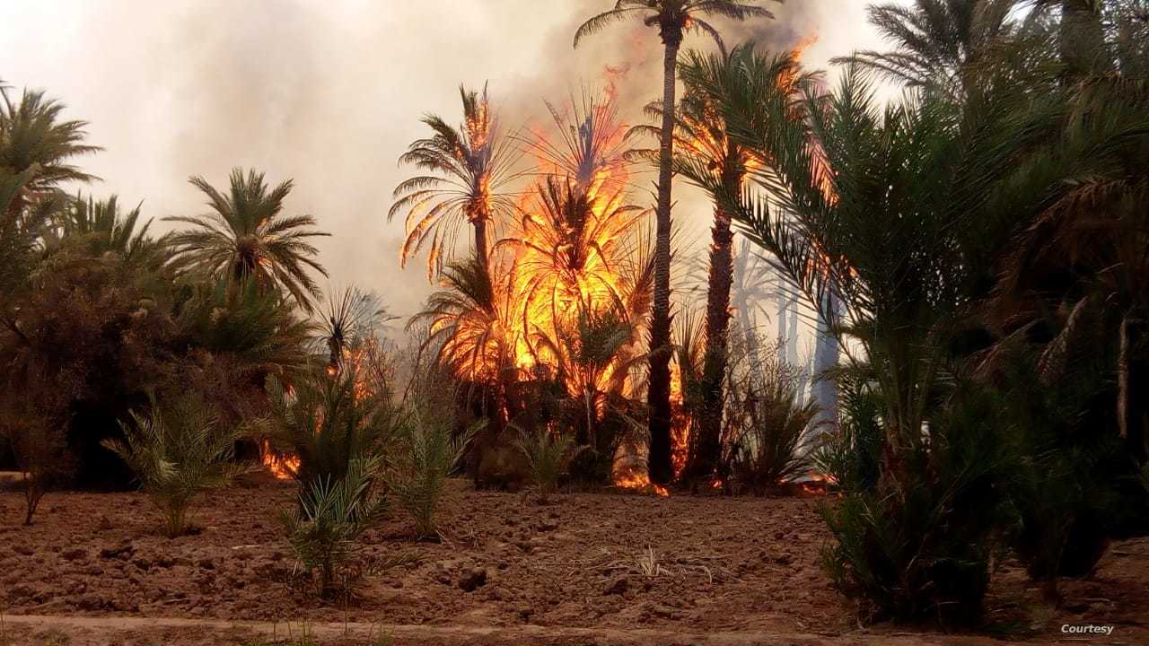 حريق في واحة القديمة بنفطة يؤدي إلى خسائر في 250 نخلة ومساحة من الأعشاب الجافة