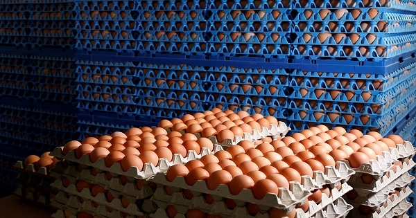 أسعار البيض تحلّق عالمياً بسبب إنفلونزا الطيور وأزمة أوكرانيا