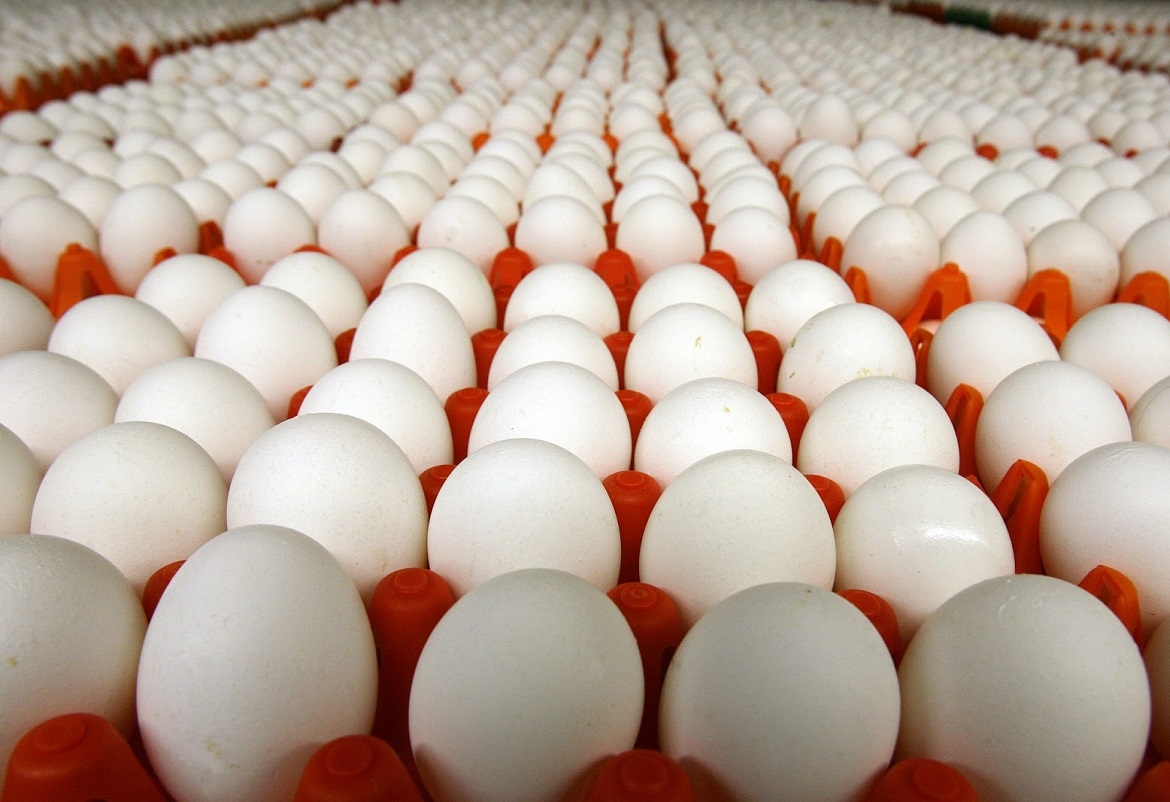 وزارة التجارة : حجز أكثر من 200 ألف بيضة خلال 4 أيام