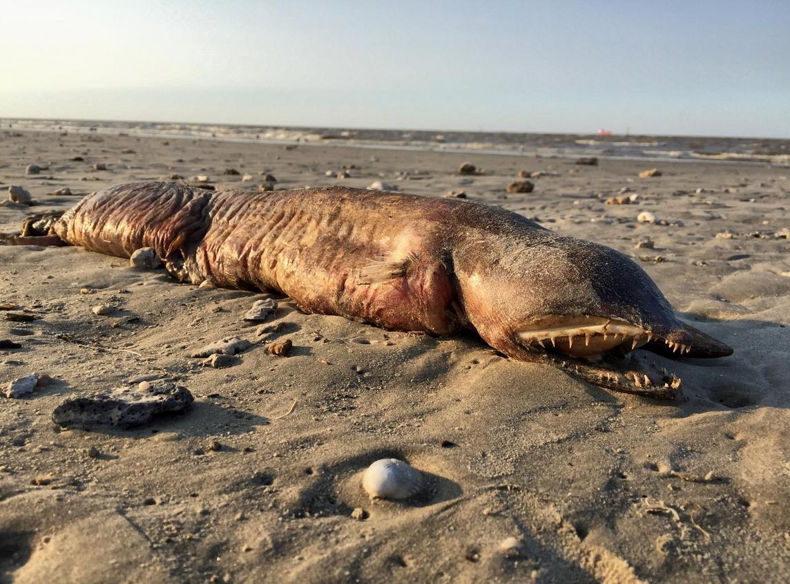 ظهور حيوان مرعب نافق على شاطئ تكساس بعد الإعصار