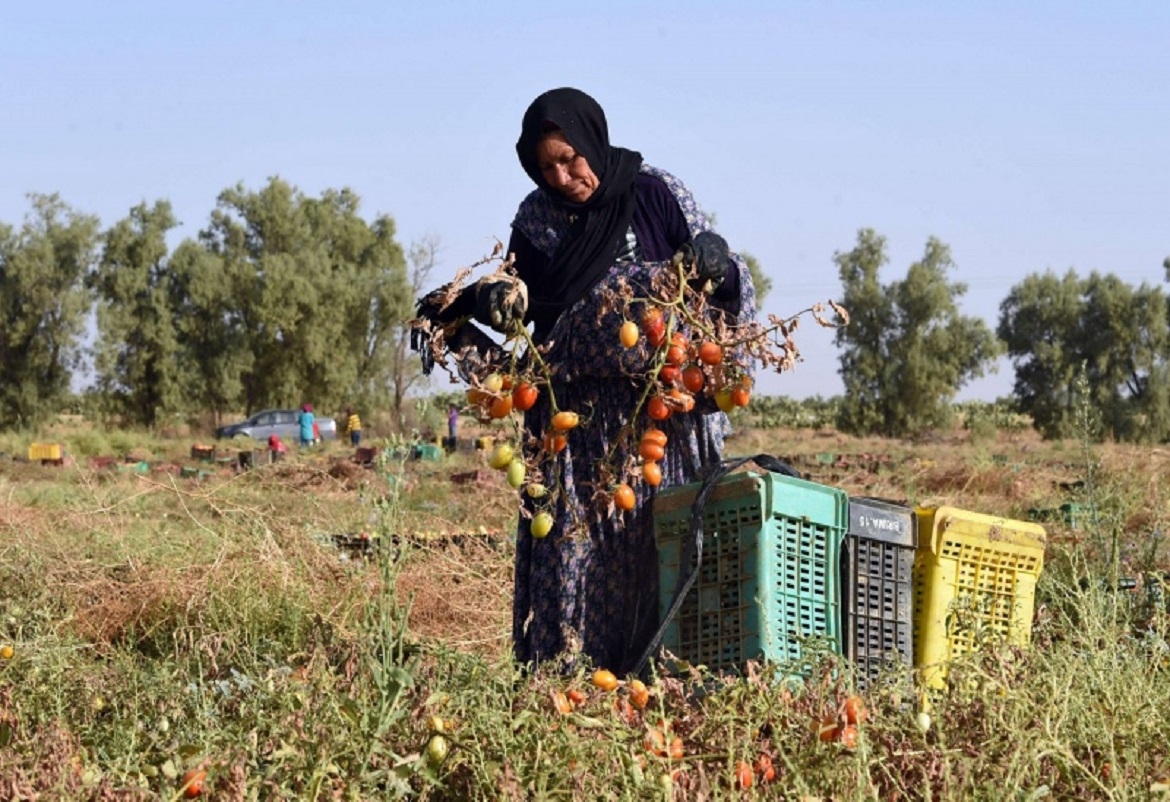 تعزيز مساهمة المرأة التونسية في الدورة الاقتصادية