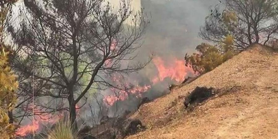 المدير العام للغابات: حرائق جندوبة قد تكون مفتعلة