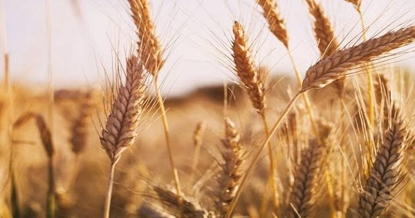 أسعار القمح ترتفع لأعلى مستوى منذ عام 2008 بسبب الحرب الروسية الأوكرانية