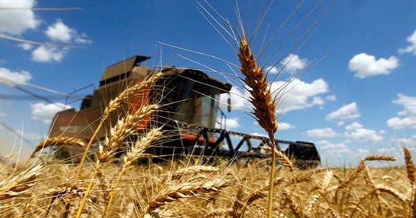 أوكرانيا تحظر تصدير الحبوب والسكر والملح واللحوم