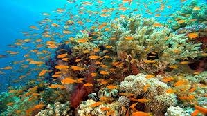 التنوع البيولوجي البحري والقارّي في البلاد التونسية