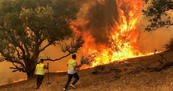 باجة : صعوبات في إطفاء حريق أتى على 156 هكتارا من الأشجار الغابية