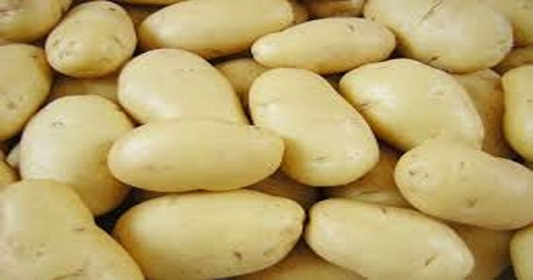 تونس : سعر البطاطا قد يصل إلى 300 مليم ...ومخاوف من خسائر فادحة للفلاح