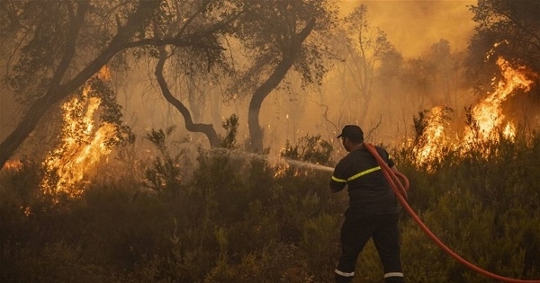 الجزائر.. أرتفاع عدد ضحايا الحرائق لـ 43 شخصا