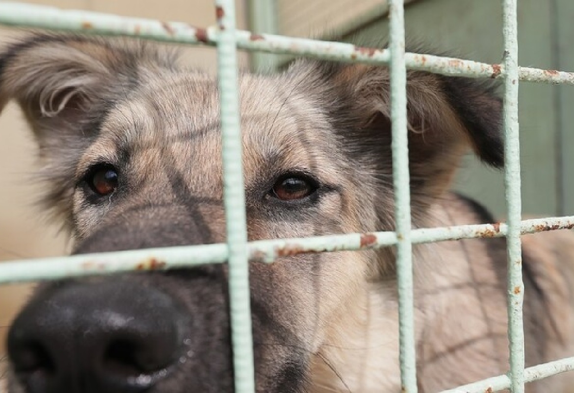 تجارب صادمة على الكلاب بمختبر في تونس بتمويل أمريكي