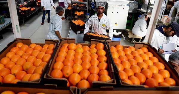 انطلاق موسم تصدير البرتقال نحو السوق الفرنسية يوم 15 جانفي
