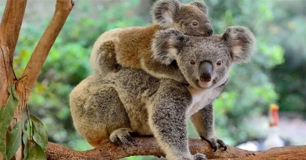 رسميًّا... الكوالا مهددة بالانقراض!