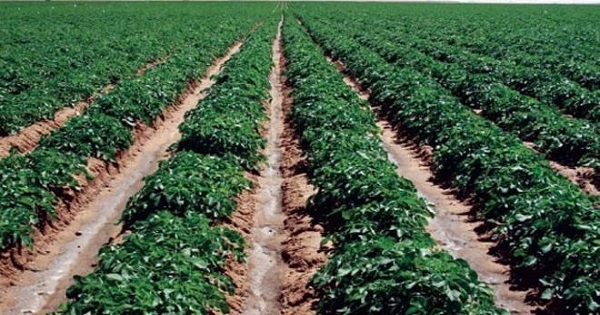 الفلاحون في ولاية سليانة يهددون بمقاطعة زراعة الخضروات الصيفية بسبب ارتفاع تكاليف المبيدات وتدني قيمة الدينار