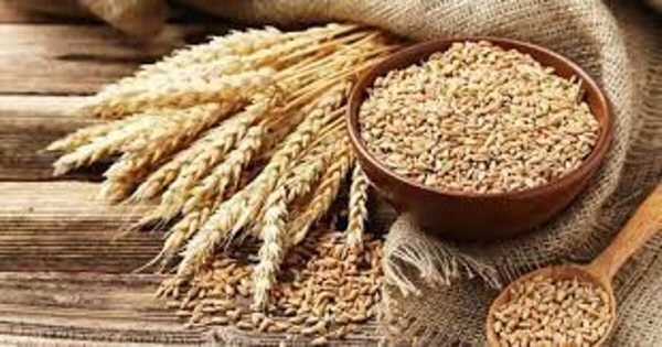 وزارة الفلاحة : تونس ستكون في منأى عن الإضطرابات لتغييرها مصادر إستيراد القمح والشعير