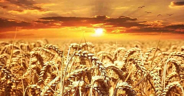 انخفاض نسبة إنبات الحبوب في ولاية القصرين بسبب نقص الأمطار وتحديات موسم الحصاد