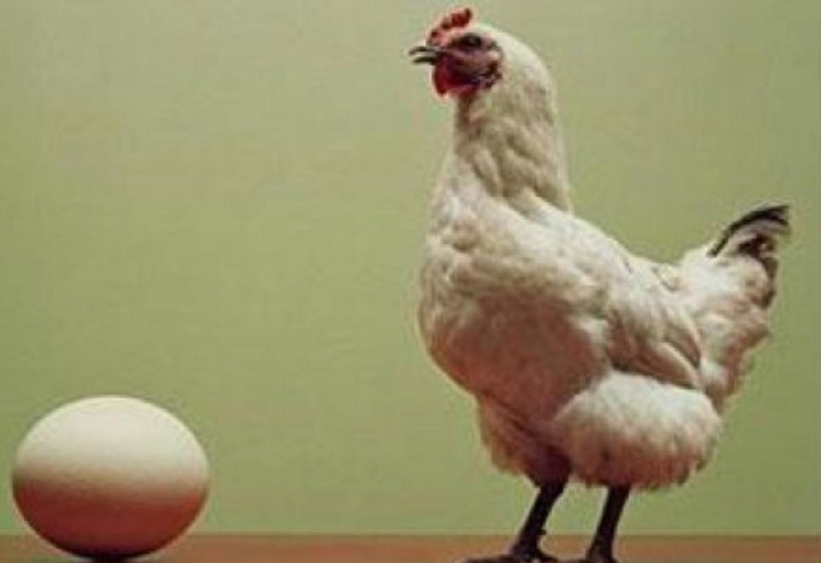 اخيرا العلماء يحلون لغز البيضة و الدجاجة