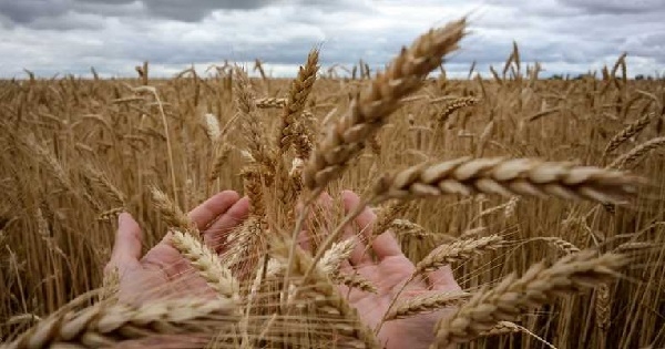 إرتفاع أسعار القمح بعد الهجوم الروسي على أوكرانيا