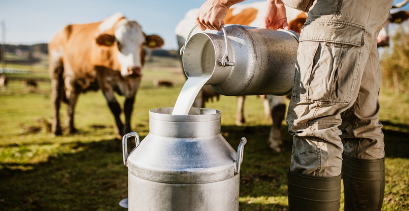 إشارات إيجابية لأزمة الحليب: إنفراج متوقع في نهاية يناير