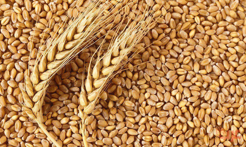 ديوان الحبوب التونسي يبرم صفقة استراتيجية لاستيراد 100 ألف طن من القمح وعلف الشعير في مناقصتين عالميتين