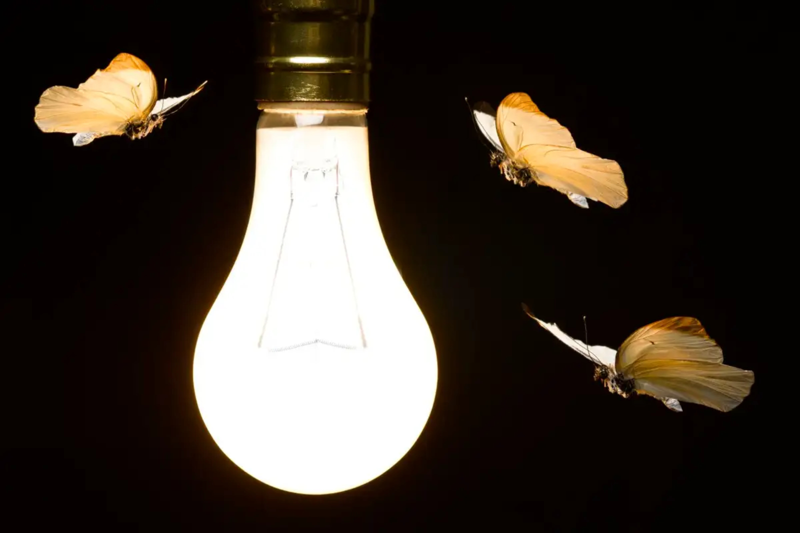 الأضواء الساطعة: لماذا تحوم الحشرات حولها؟