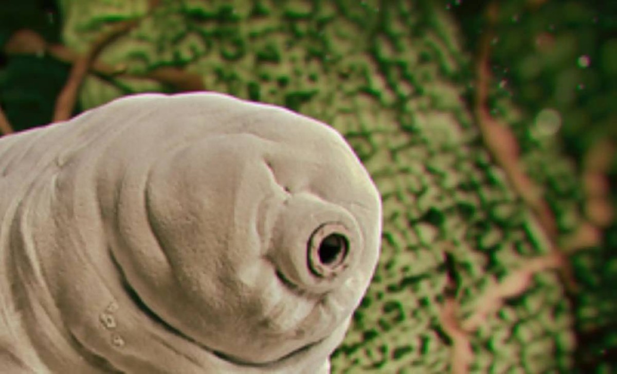 بعد نصف مليار عام من الغموض… علماء يكشفون الوجه الحقيقي لكائن حيّر التاريخ