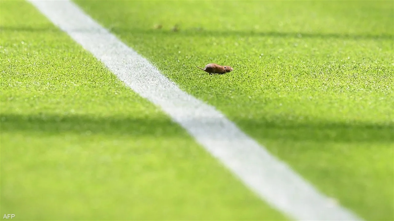 ضيف غير مرغوب فيه قبل صافرة البداية… جرذ يقتحم «كامب نو» ويشعل السخرية عالميًا