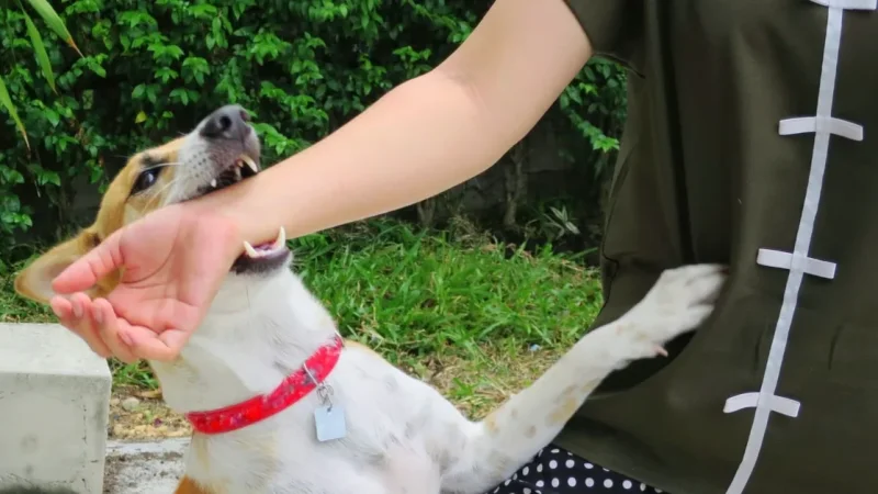 وزارة الصحة تحذر: إجراءات عاجلة للوقاية من داء الكلب بعد ارتفاع حالات العض والخدش