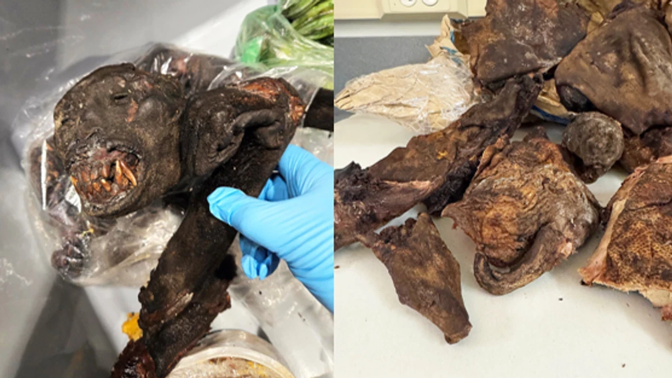 هيئة السلامة الصحية بمنوبة تصادر 500 كلغ لحوم غير صالحة وتغلق محلات مخالفة قبيل رمضان