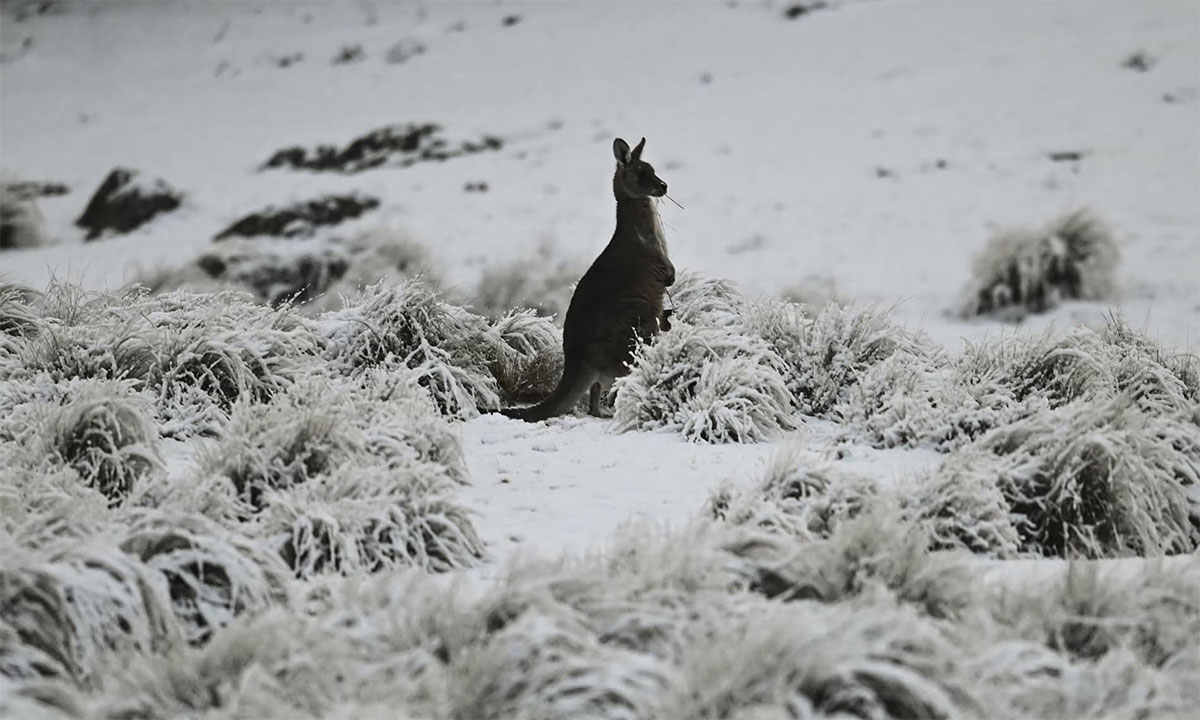 تقرير عن فقدان الثلوج في جبال الألب الأسترالية بسبب الاحتباس الحراري