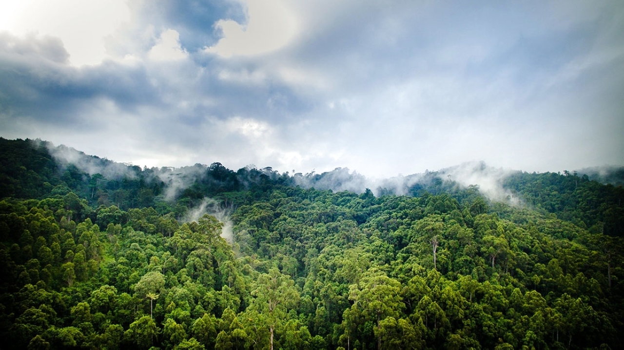 تنوع الغابات: دراسات تؤكد دوره في مواجهة التغير المناخي