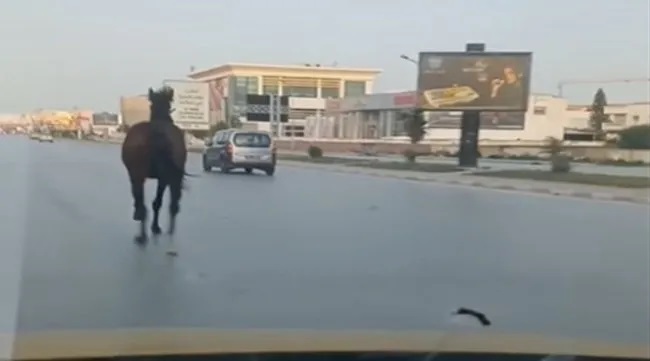 ظواهر غريبة تثير استغراب التونسيين: حصان يجري بسرعة على الطريق السريع وظهور خنزير في شارع الحبيب بورقيبة