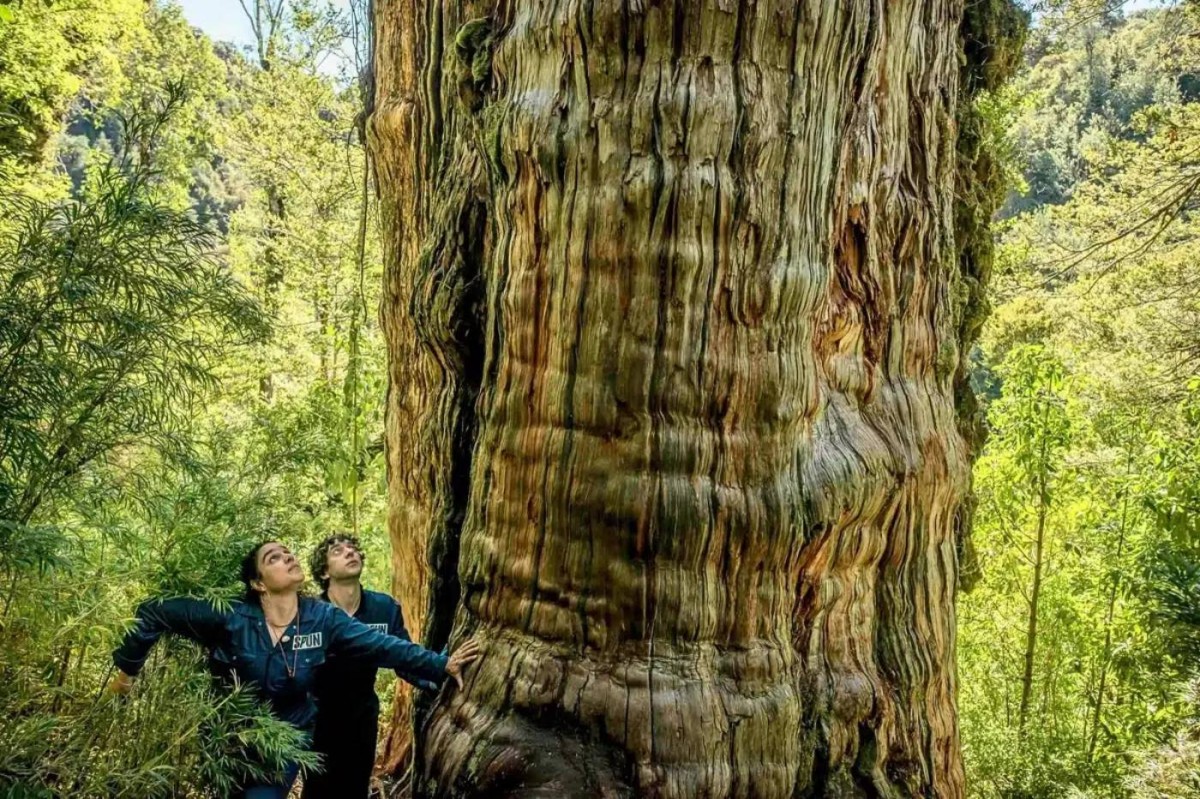 تحت شجرة عمرها آلاف السنين… علماء يكتشفون عالماً خفياً من مئات الفطريات