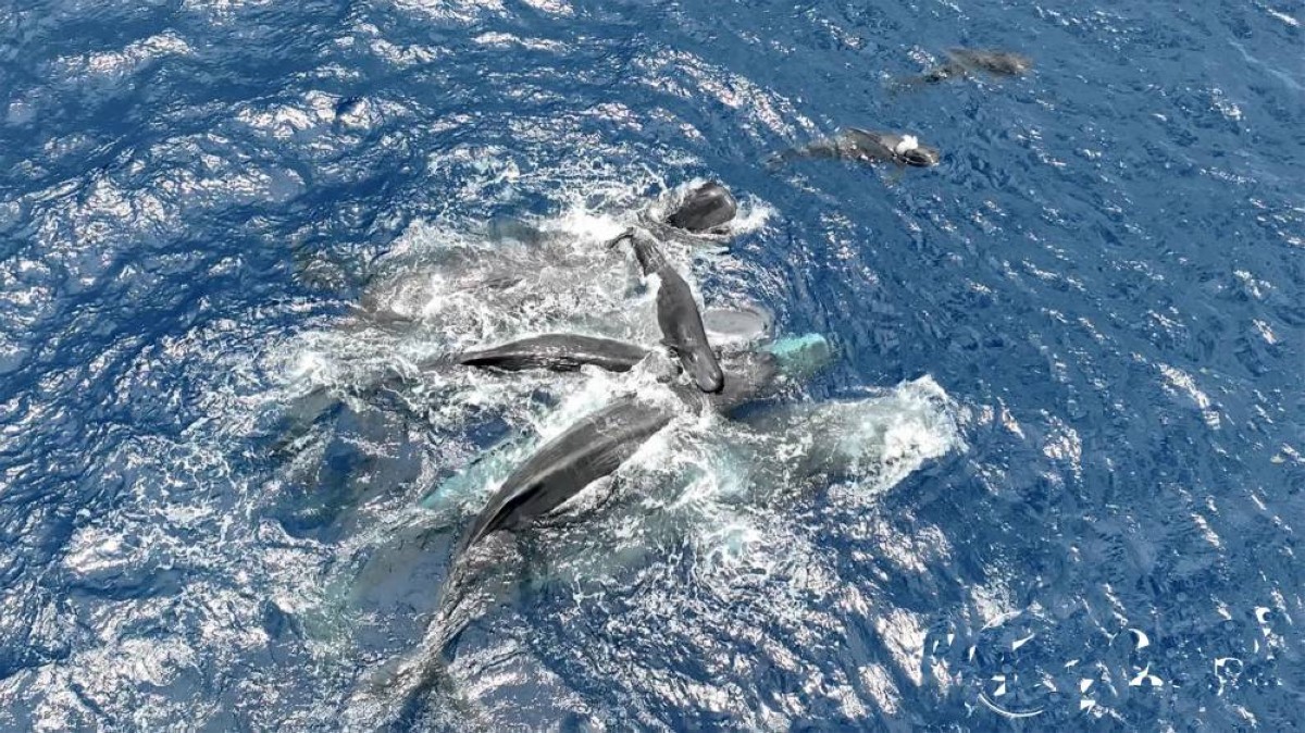 مشهد نادر يهزّ عالم البحار.. توثيق أول ولادة لحوت عنبر من السماء!