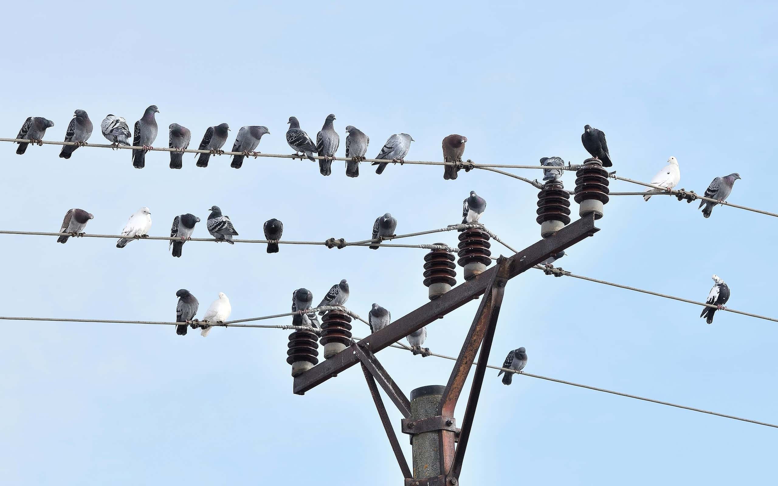 لماذا لا تموت الطيور على أسلاك الكهرباء؟ السر في “قانون بسيط” لا يراه أحد!