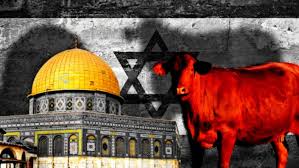 البقرة الحمراء: مؤامرة خبيثة لهدم المسجد الأقصى خلال عيد الفطر 